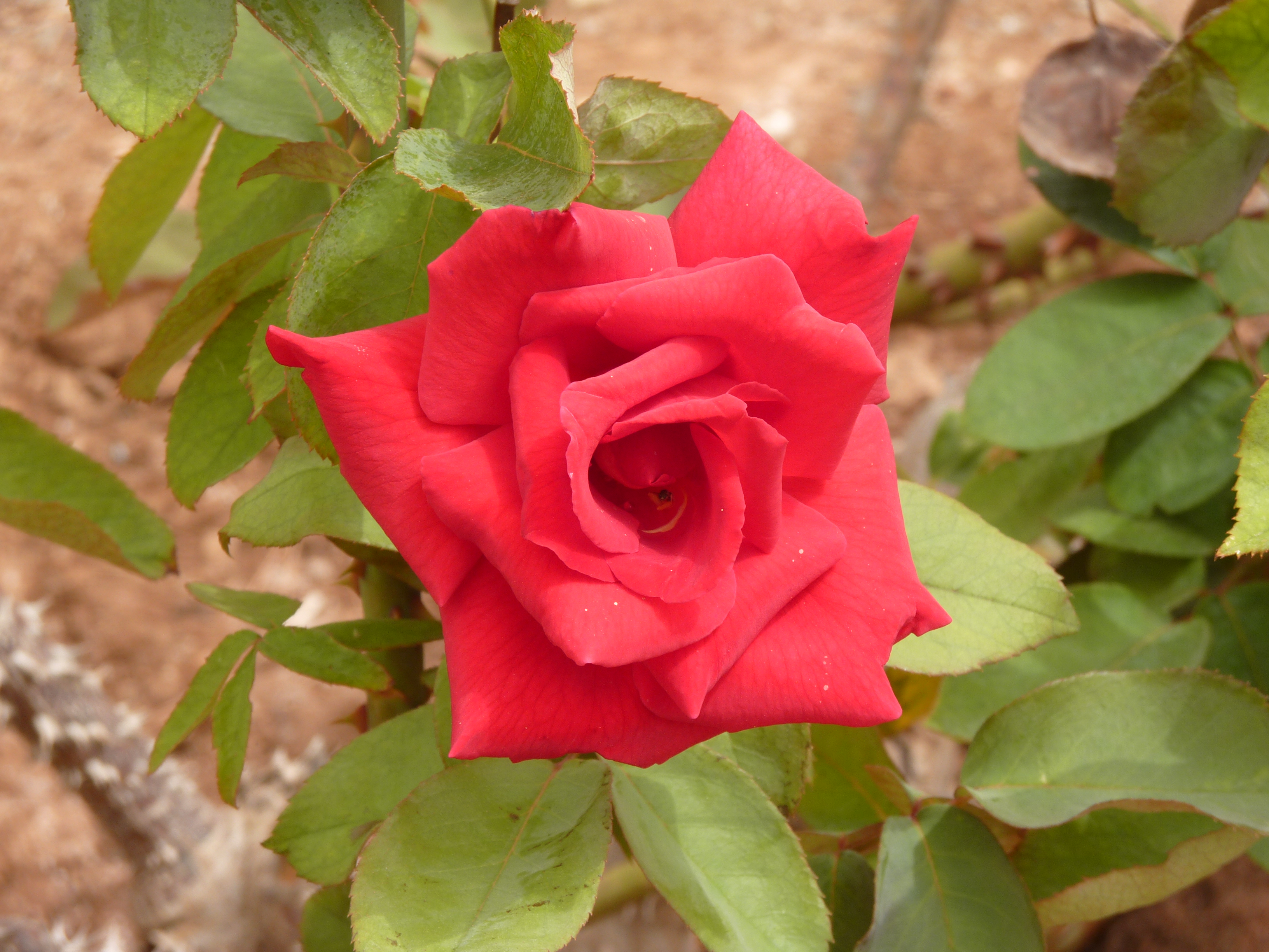 No s'ha trobat l'arxiu